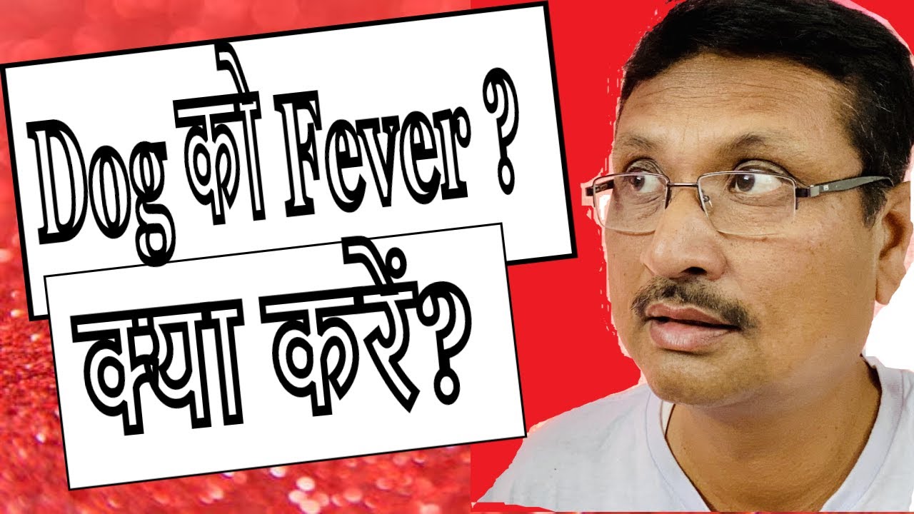 Dog ko Fever bukhar ho kya karna chahiye!