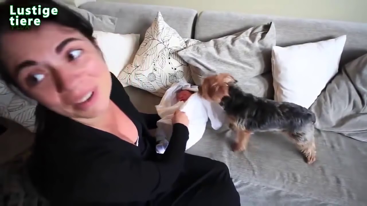 Hunde treffen Neugeborenen ersten Mal [HD Video]