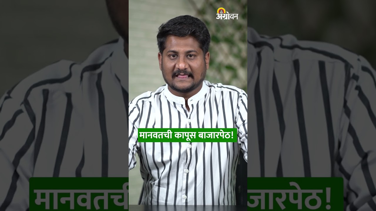 Manavat Cotton Marekt : मानवतची कापूस बाजारपेठ का आहे प्रसिद्ध? | Agrowon