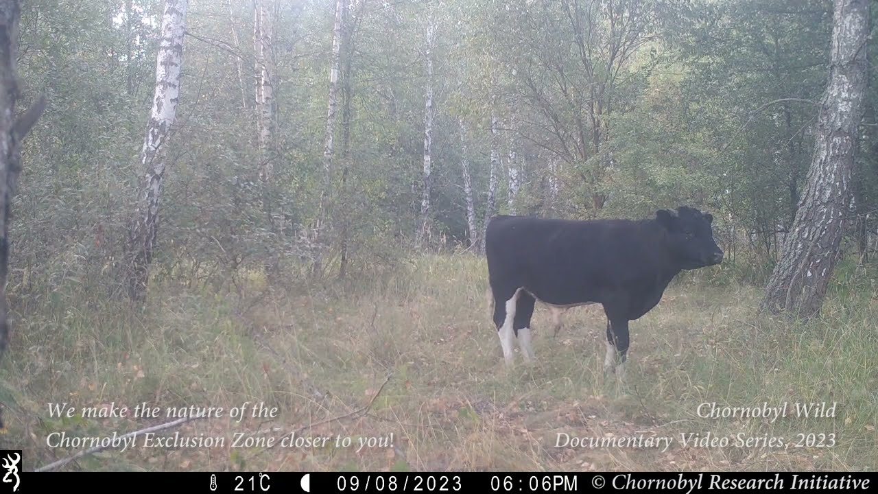 Feral cows of the Chornobyl Exclusion Zone. First registration of cows after Zone deoccupation.