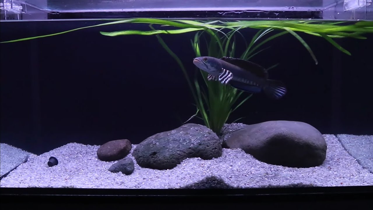 Channa Fish Simple Tank Setup Simple Hardscape  | Channa Pulchra ala biotope