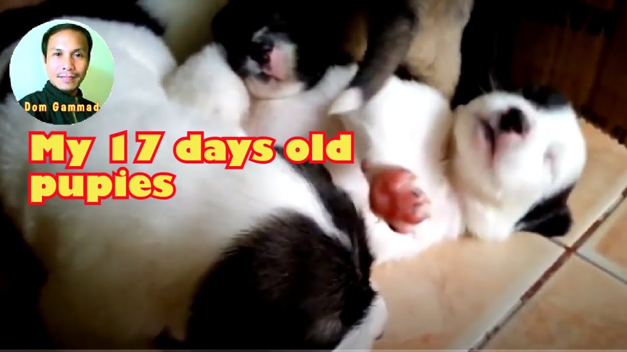 MY 17 DAYS OLD PUPPIES SINCE BIRTH