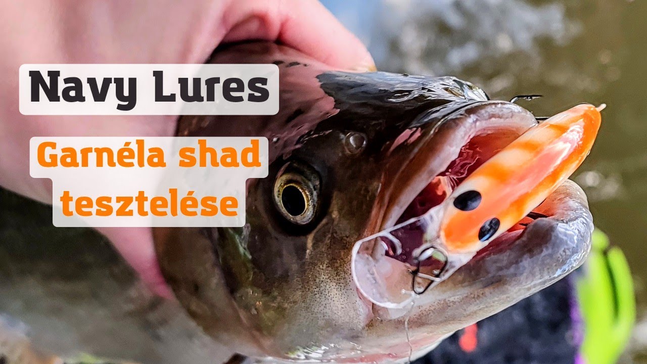 Navy Lures Garnéla shad tesztelése.