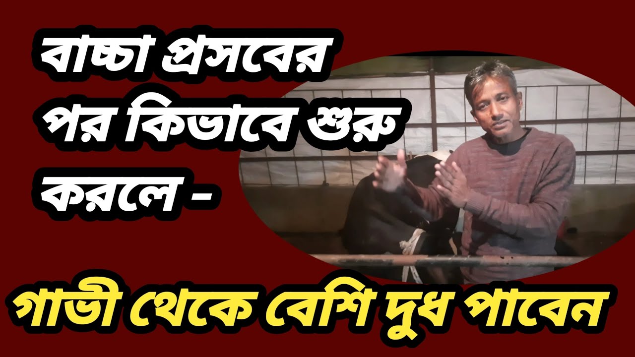বাচ্চা প্রসবের পূর্বে ও পরে দুই মাস যত্ন  করলে গাভীর দুধ বৃদ্ধি হয় । জেনে নিন বিস্তারিত