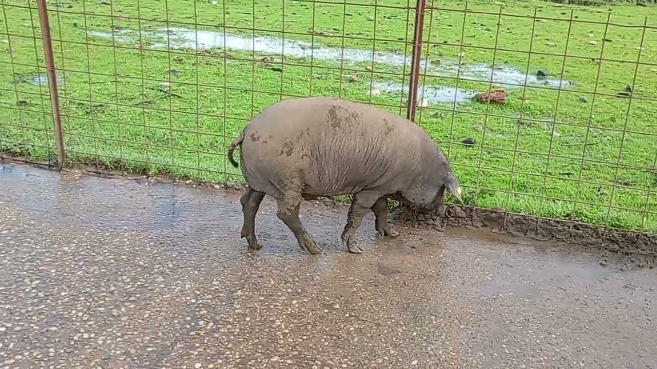 Verraco ibérico 100% entero | AgroAnuncios.es