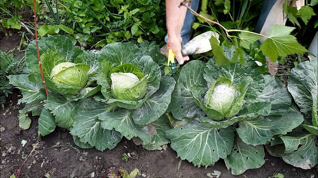 Теперь капусту выращиваю только так! Без химии, экологически чистую