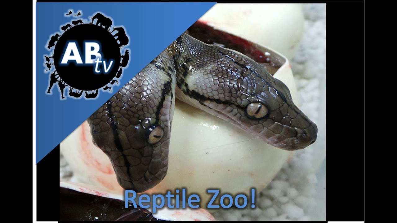Reptile Zoo! SnakeBytesTV : AnimalBytesTV