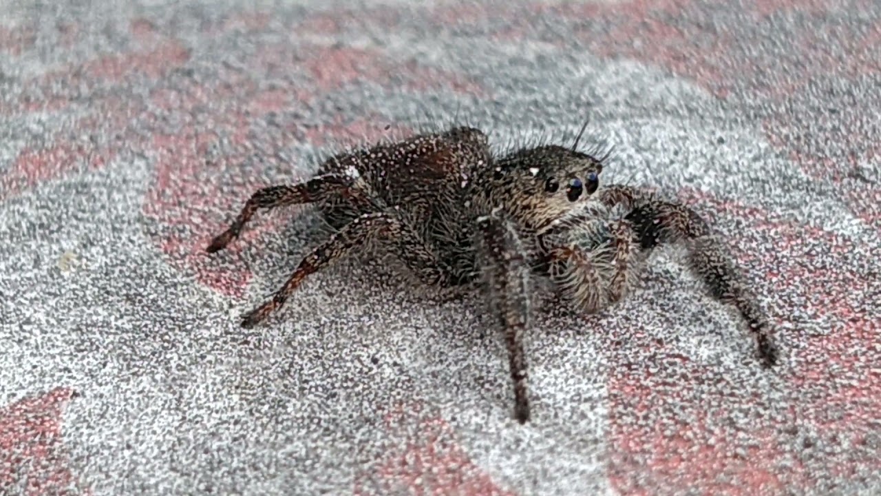Tennessee jumping spider