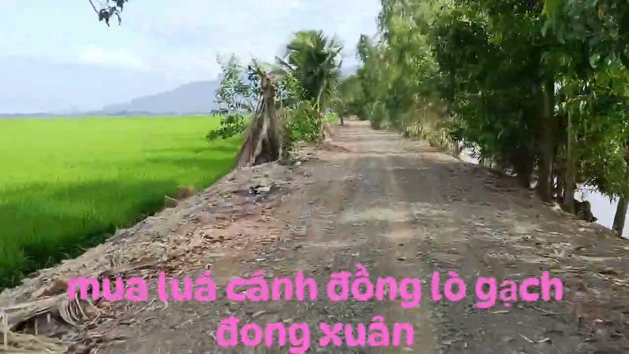 6 tháng 2, 2026mualuá cánh đồng lò gạch