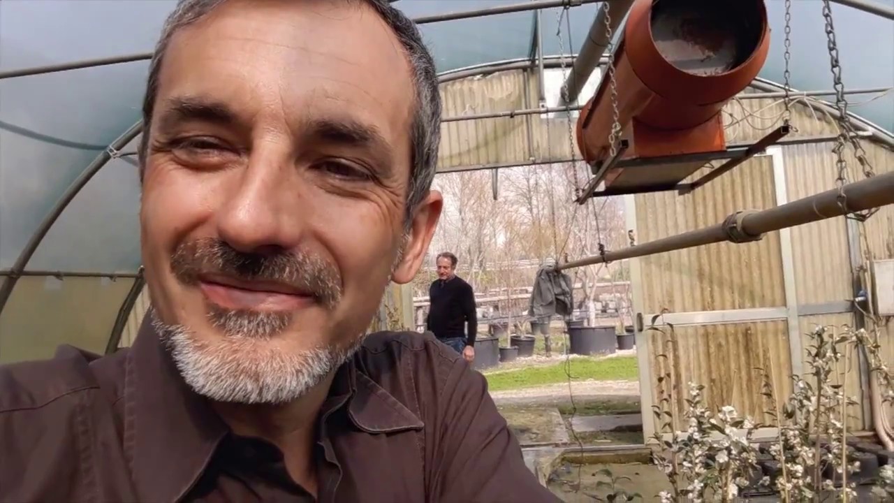 Come fare a capire se la nostra camelia può riprendersi o è morta del tutto
