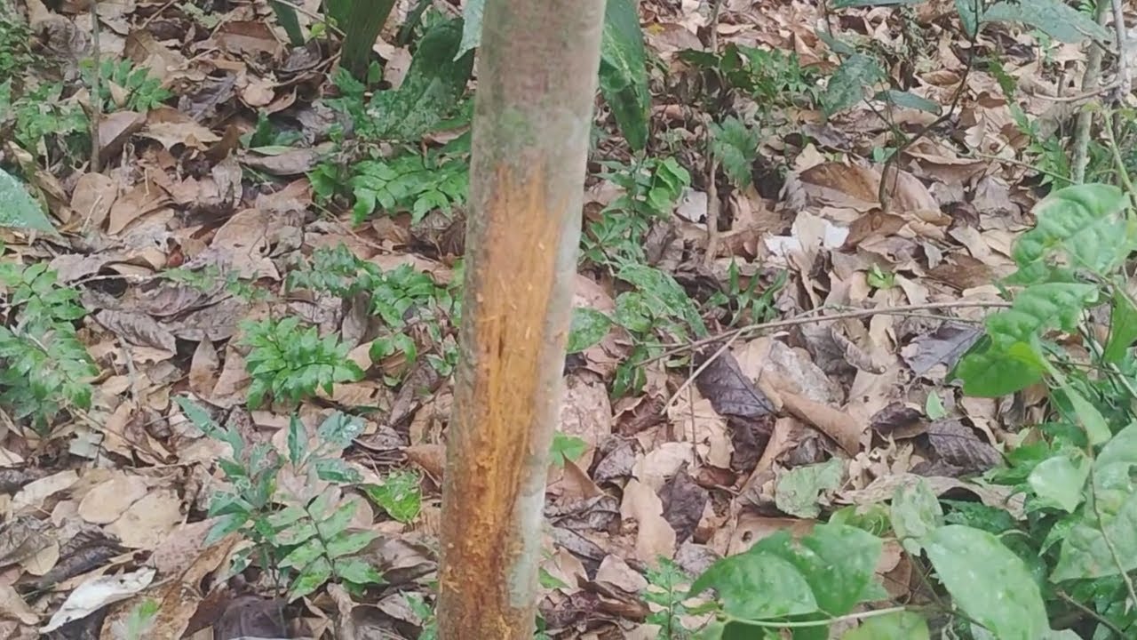 Será se tá bom do mateiro confiram o vídeo 