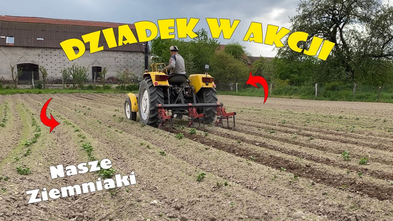 Pielenie ziemniaków | Awaria pielnika | Opyłacz | Ursus c330 | Dziadek w akcji