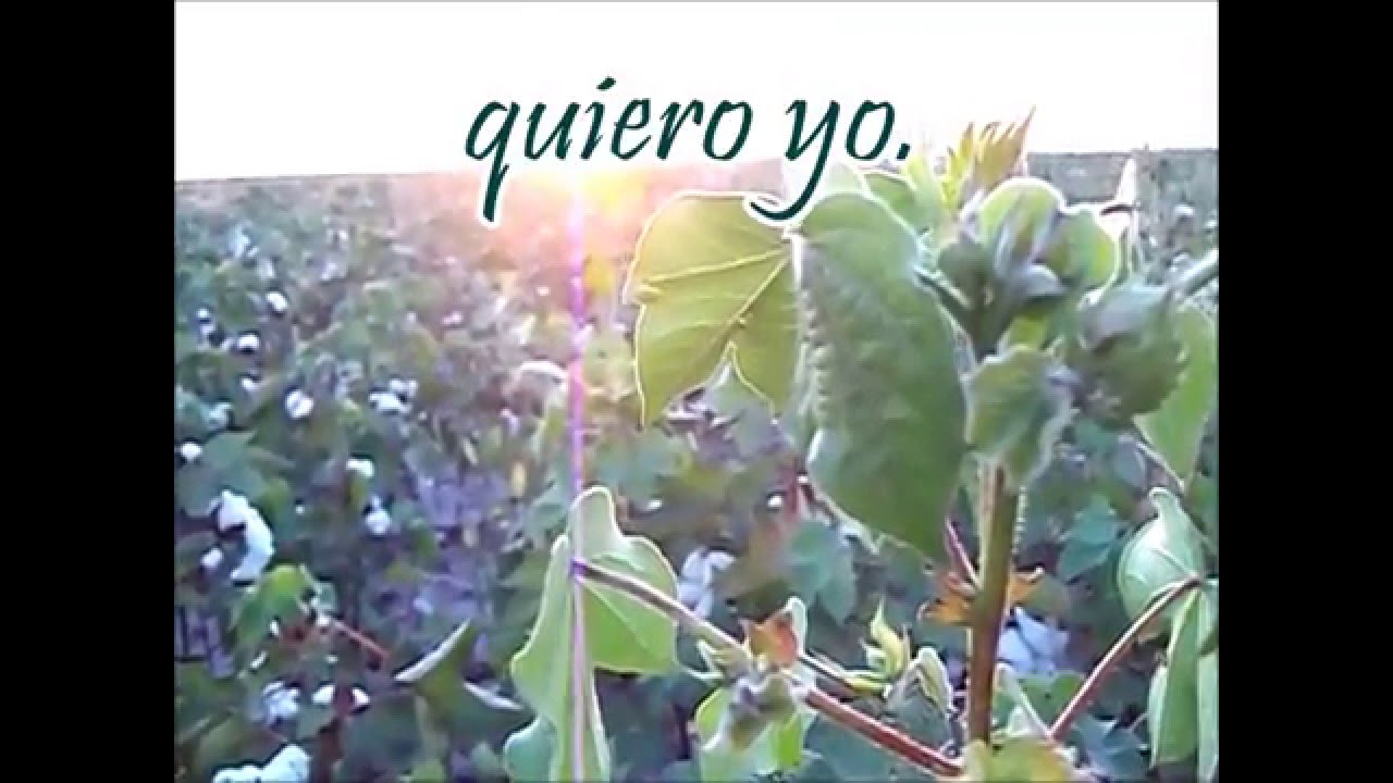 El cosechero
