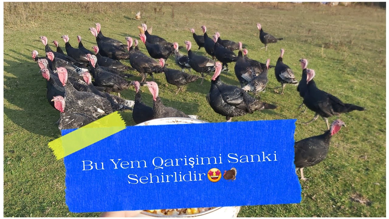 Hinduşkalari Tez Kökeltmeyin Sirri❗ Hansi Yemlerle Daha Tez Inkişaf Edir⁉️