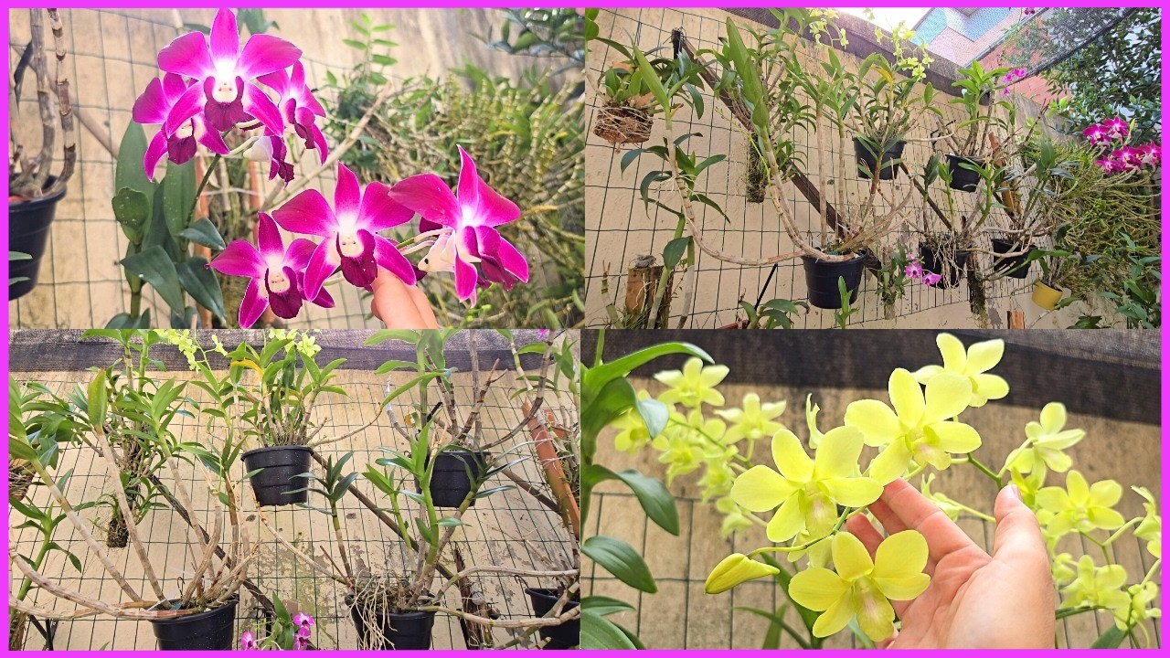 O NOVO CANTINHO DAS ORQUÍDEAS DENPHAL AGORA COM SOMBRITE ☝️🥰🌸