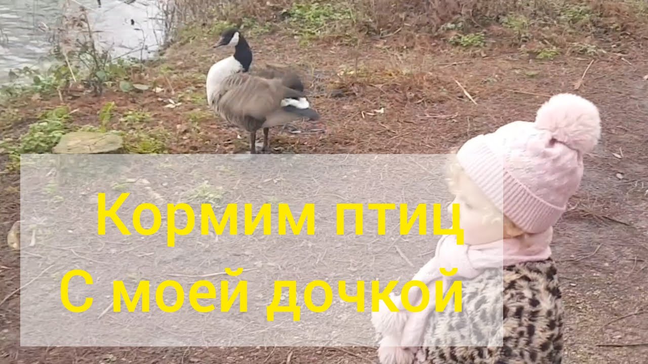 С дочкой кормим птиц. Английский пруд.