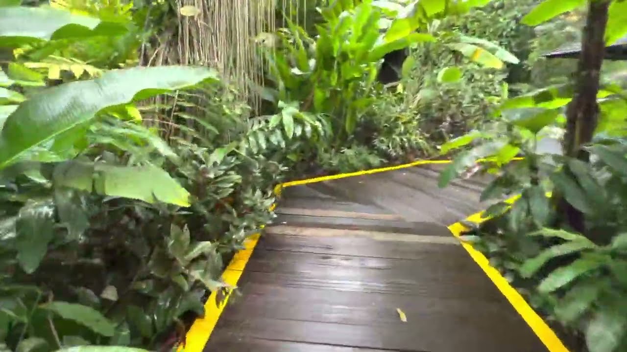 #Singapore Botanic Gardens | Ginger Garden | garden walking tour.