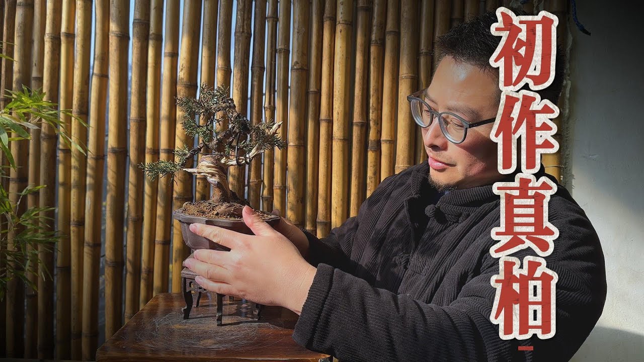 没人要的真柏素材 做好以后不知价值几何