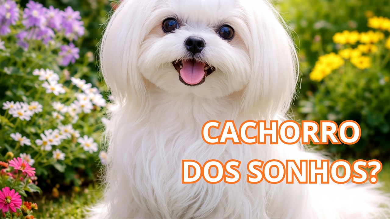 5 Motivos Para Ter um Maltês e Nunca Mais Se Sentir Sozinho 🤍🐶