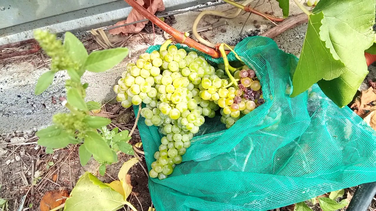 Сорт винограда Спартанец