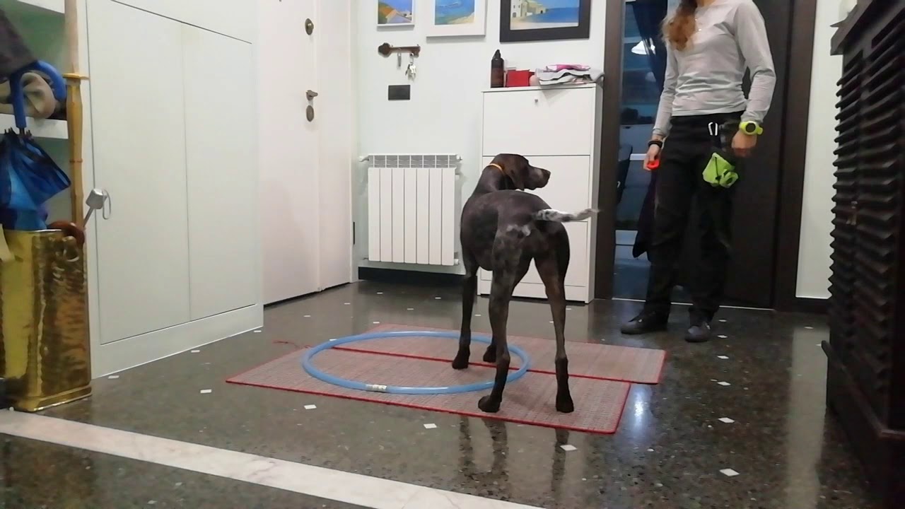 Comportamento in shaping: 4 zampe nel cerchio