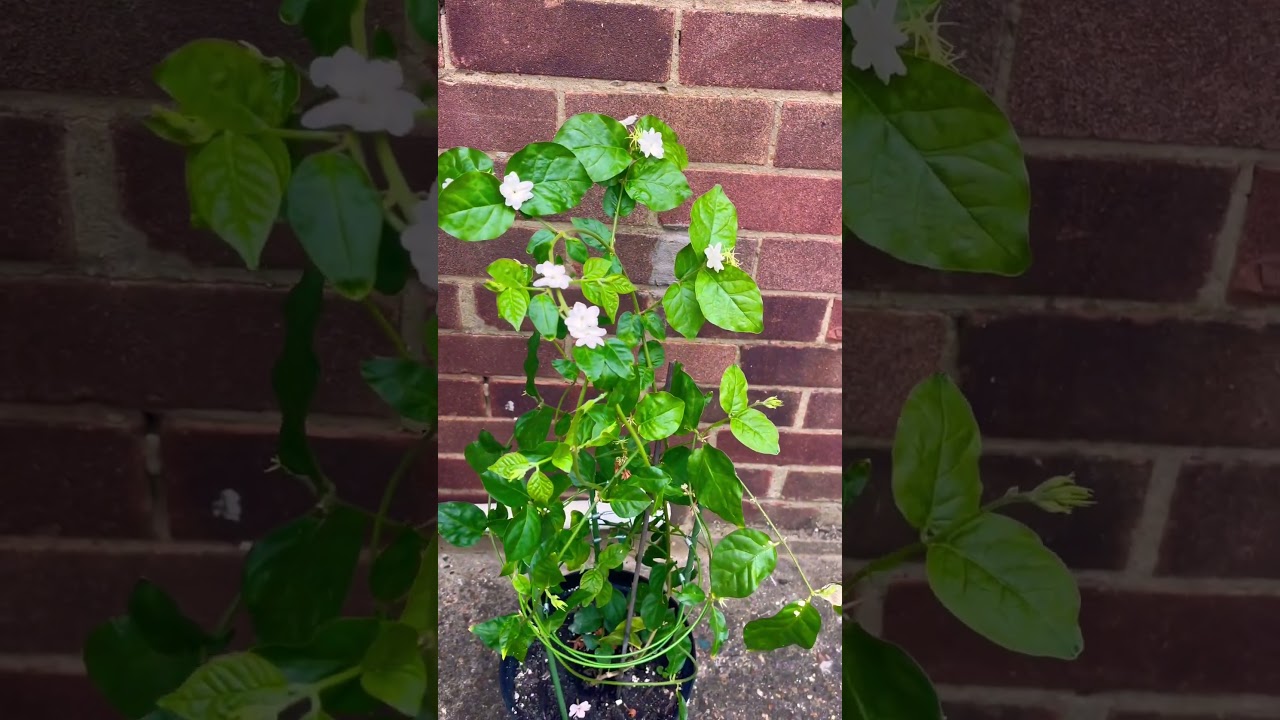 Growing Jasmine Indoors Uk