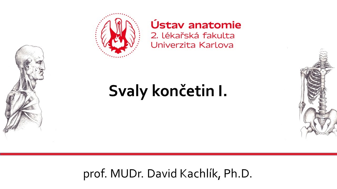 Svaly končetin 1 19.10.2020