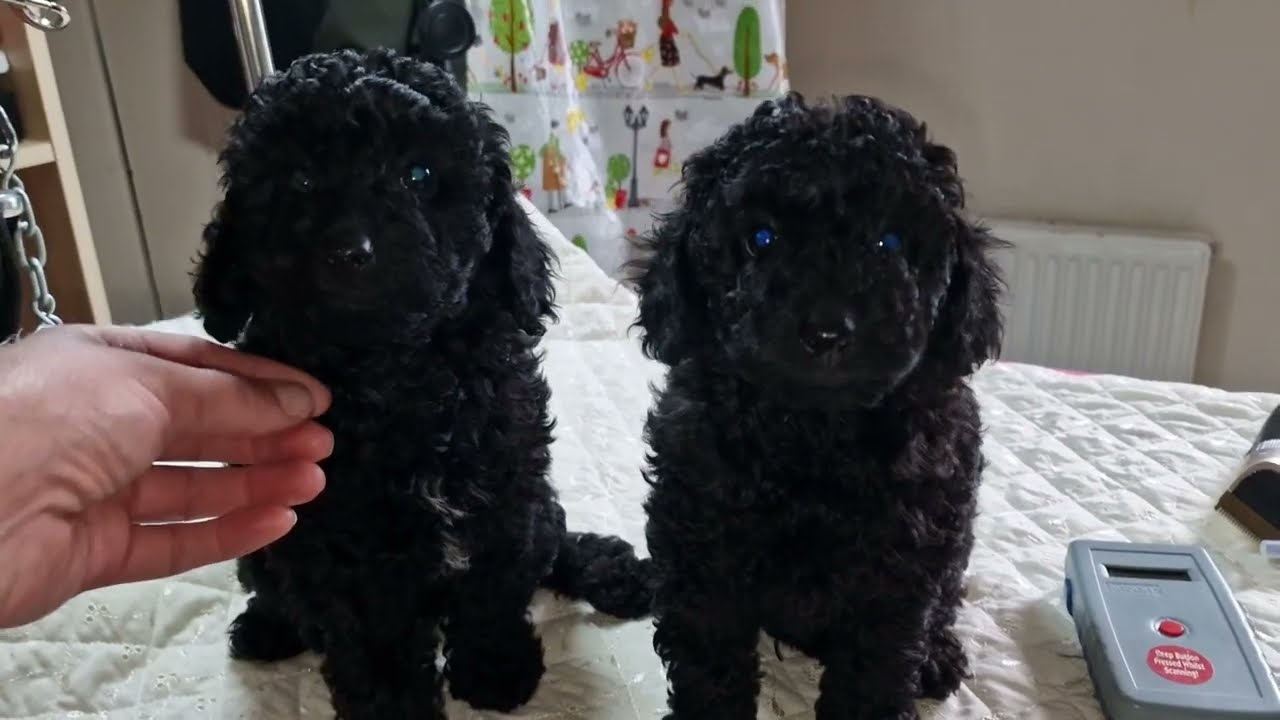 Nalah and Nathan, twin Black Toy Poodle Pups