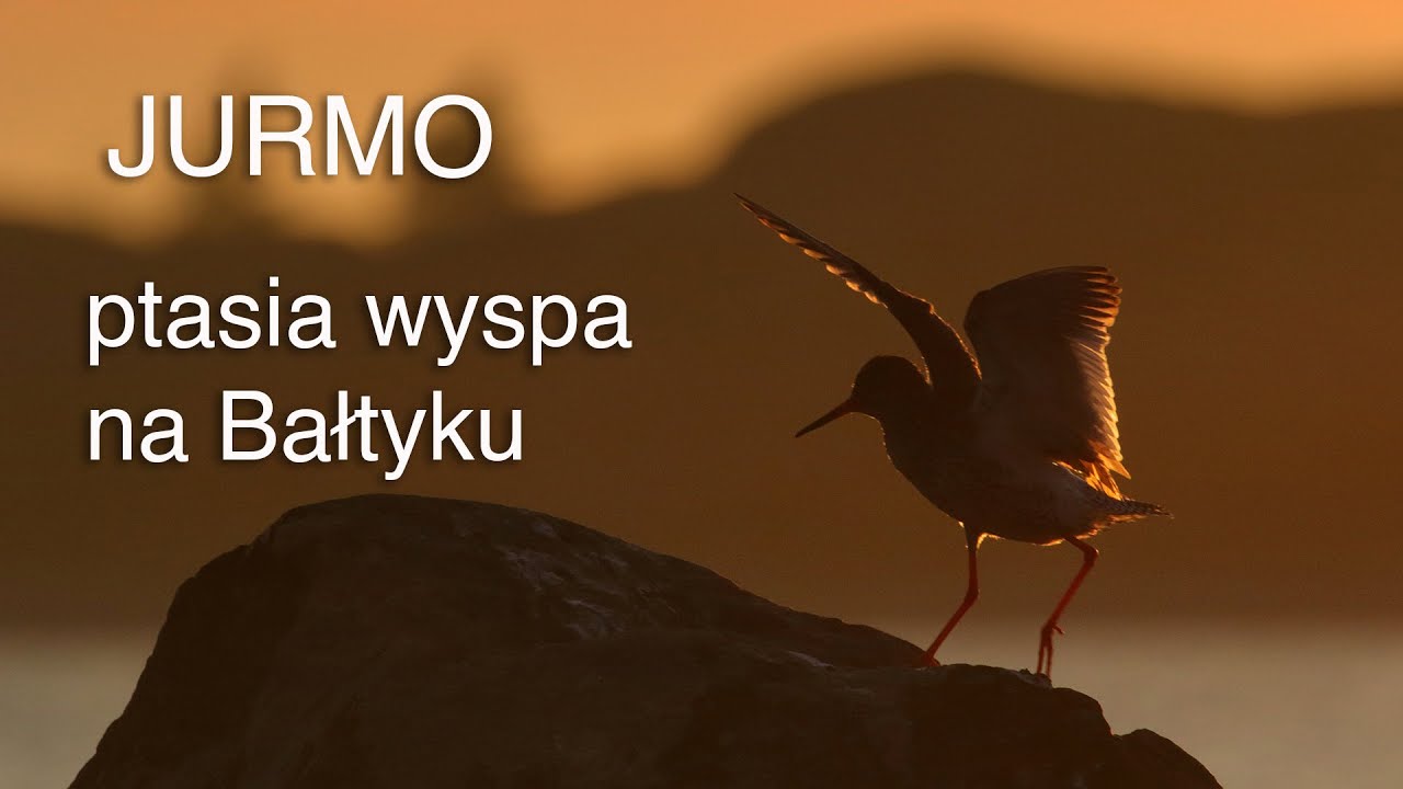 Jurmo - ptasia wyspa na Bałtyku. Finlandia, Archipelag Turku. Z życia fotografów przyrody