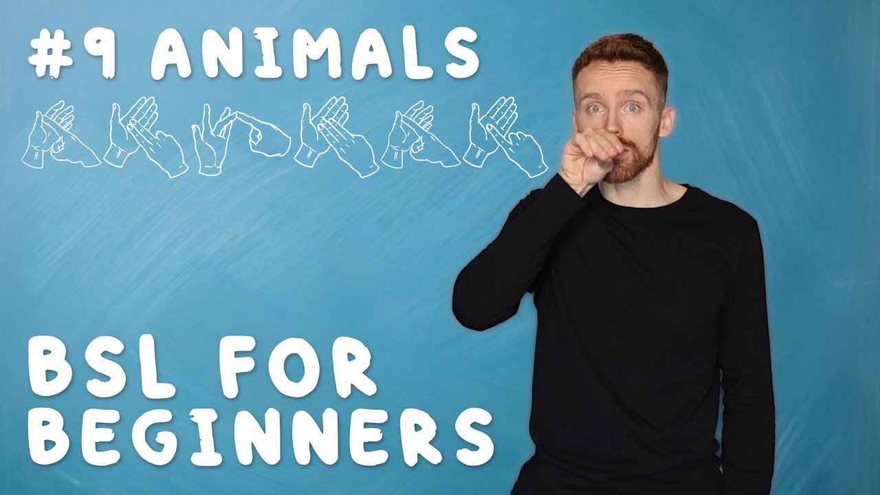 BSL for Beginners #9: Animals