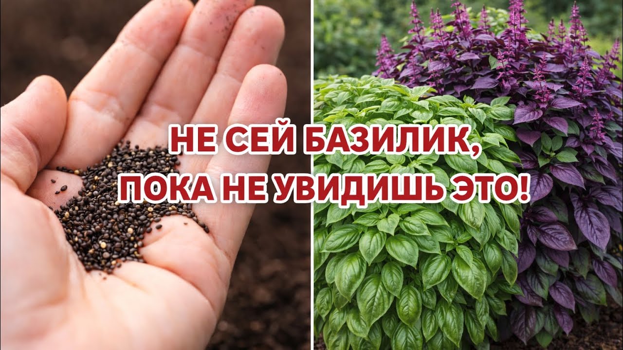 СЕКРЕТНЫЙ МЕТОД ПОСЕВА БАЗИЛИКА@nature7-i6w #базилик #посев #природа 