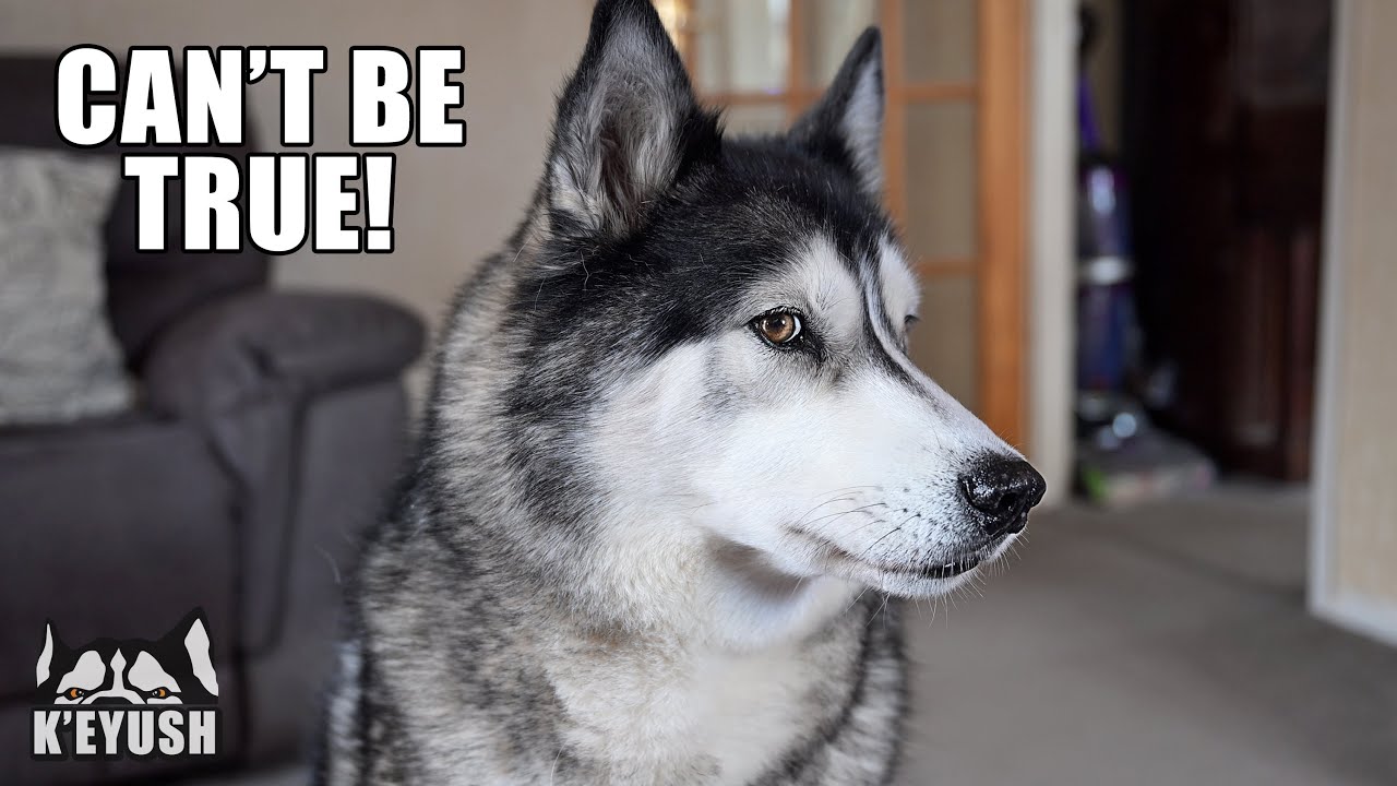 Told My Husky He’s Sleeping At BFF’s NEW House! He Doesn’t Believe Me!
