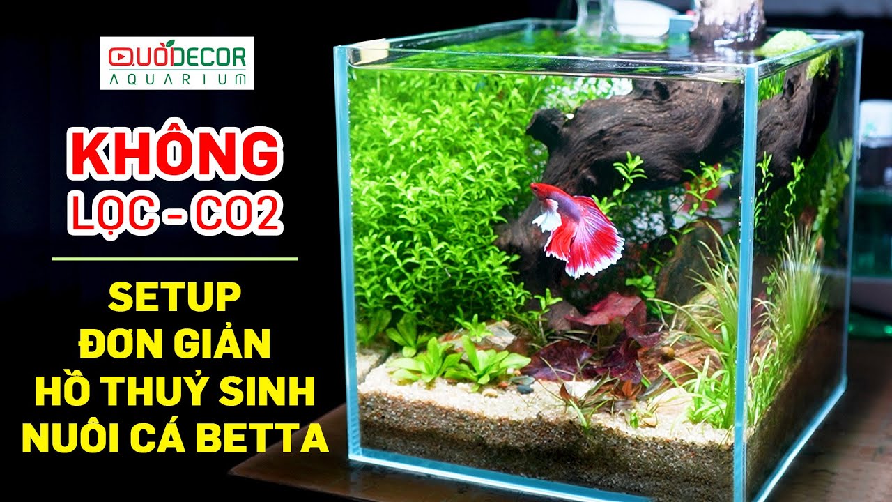 Hướng dẫn setup hồ thuỷ sinh cubic đơn giản nu&ocirc;i c&aacute; betta, kh&ocirc;ng lọc v&agrave; co2 - Thủy sinh Quới decor