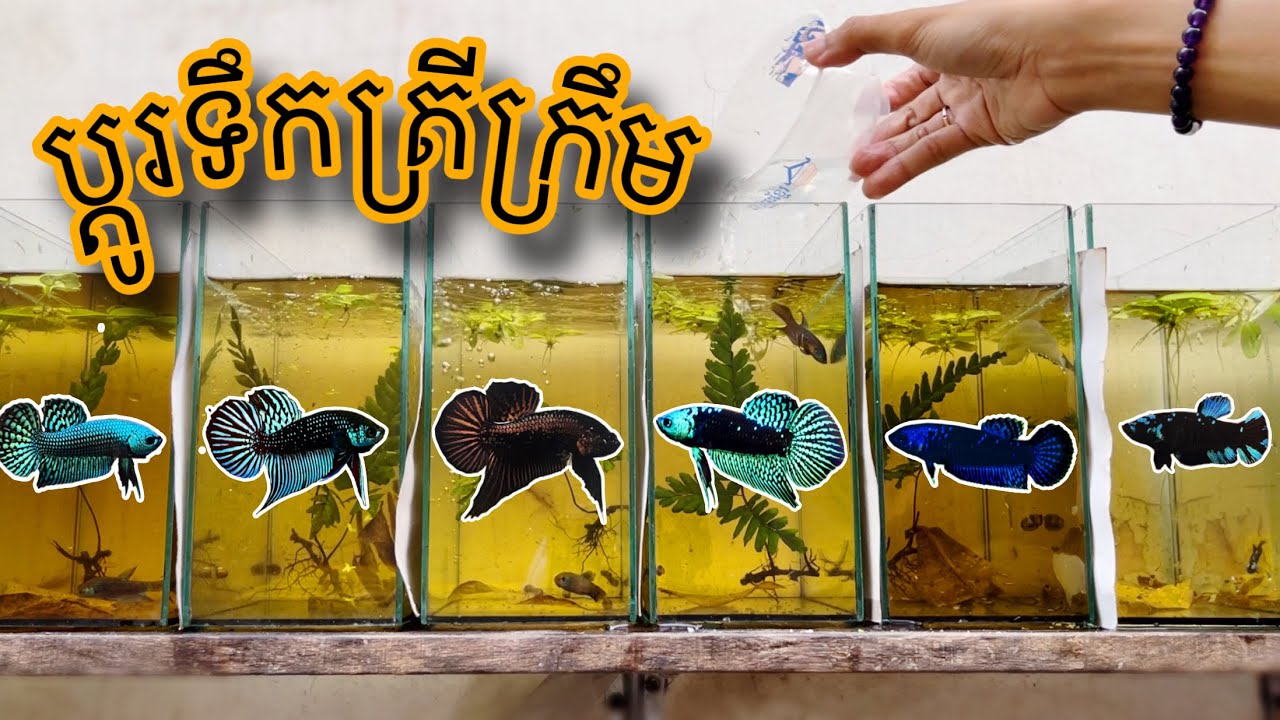 របៀបប្តូរទឹកត្រីក្រឹម | How to do a water change#betta #cupang #ปลากัด