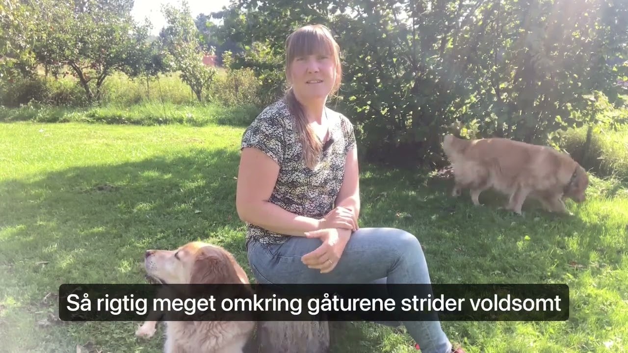 Gåturens betydning for hundens livskvalitet - er den så vigtig, og hvorfor er det så svært?