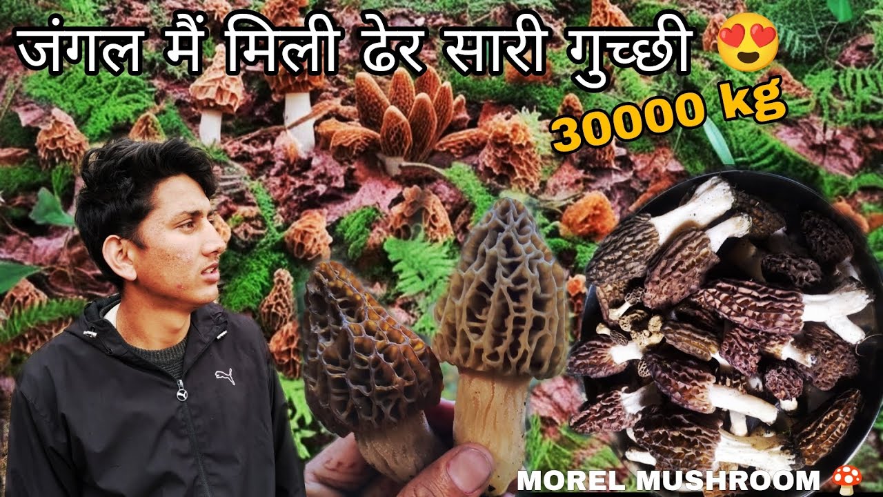 World Most Expensive Mushroom Gucchi Mushroom// #gucchimushroom / MaDaN ThaKuR VineS