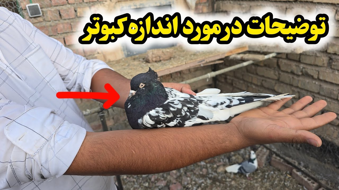 توضیحات کامل در مورد پرورش کبوتر بزرگ اندام 