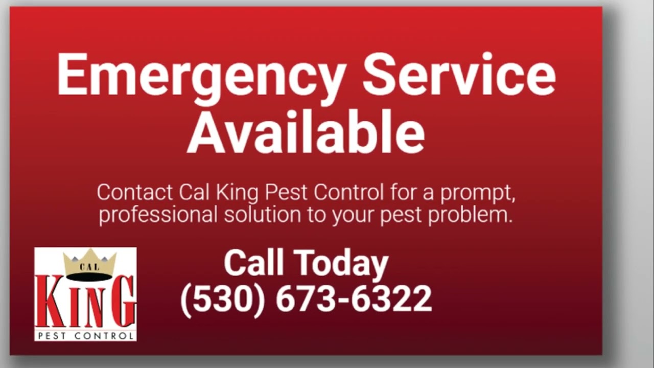 Pest Control Yuba City Cal King Pest Control