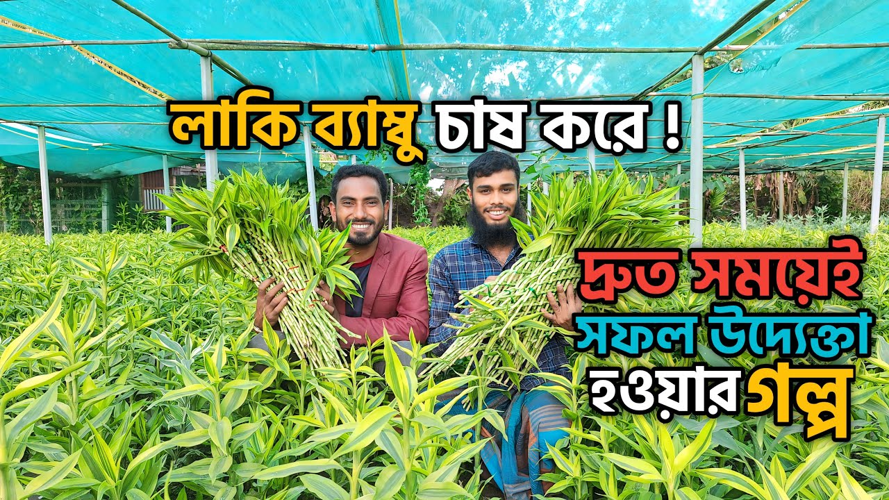 লাকি ব্যাম্বু চাষের আদ্যোপান্ত ও দ্রুত সফল উদ্যোক্তা হওয়ার গল্প || Lucky Bamboo Project Gabandha