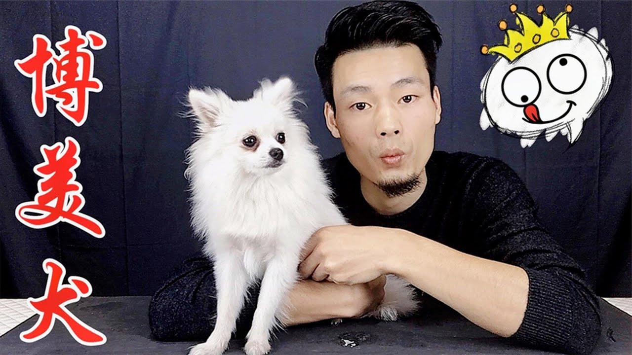 你們要的寵物狗在此，“貴族血統”博美犬，養它是種怎樣的體驗