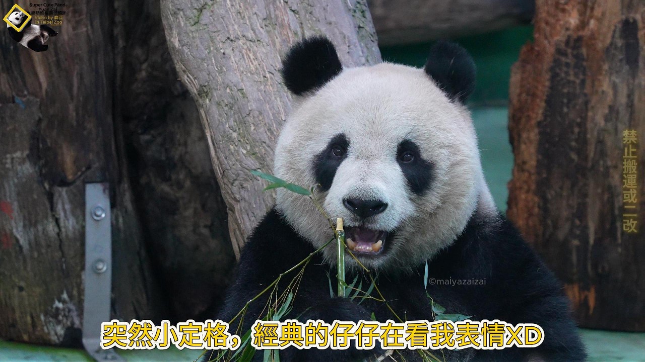 20260224 圓仔一早活絡筋骨上體育打課，竹葉小定格是仔仔在看我嗎？吃飽半夢半醒進入夢鄉 The Giant Panda Yuan Zai