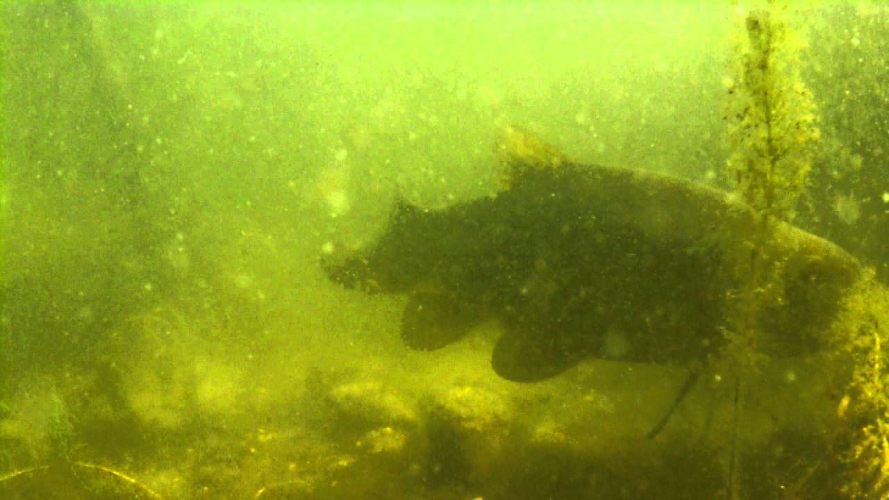 Fisken under ytan - Sutare och Ruda p&aring; fiskeplatsen