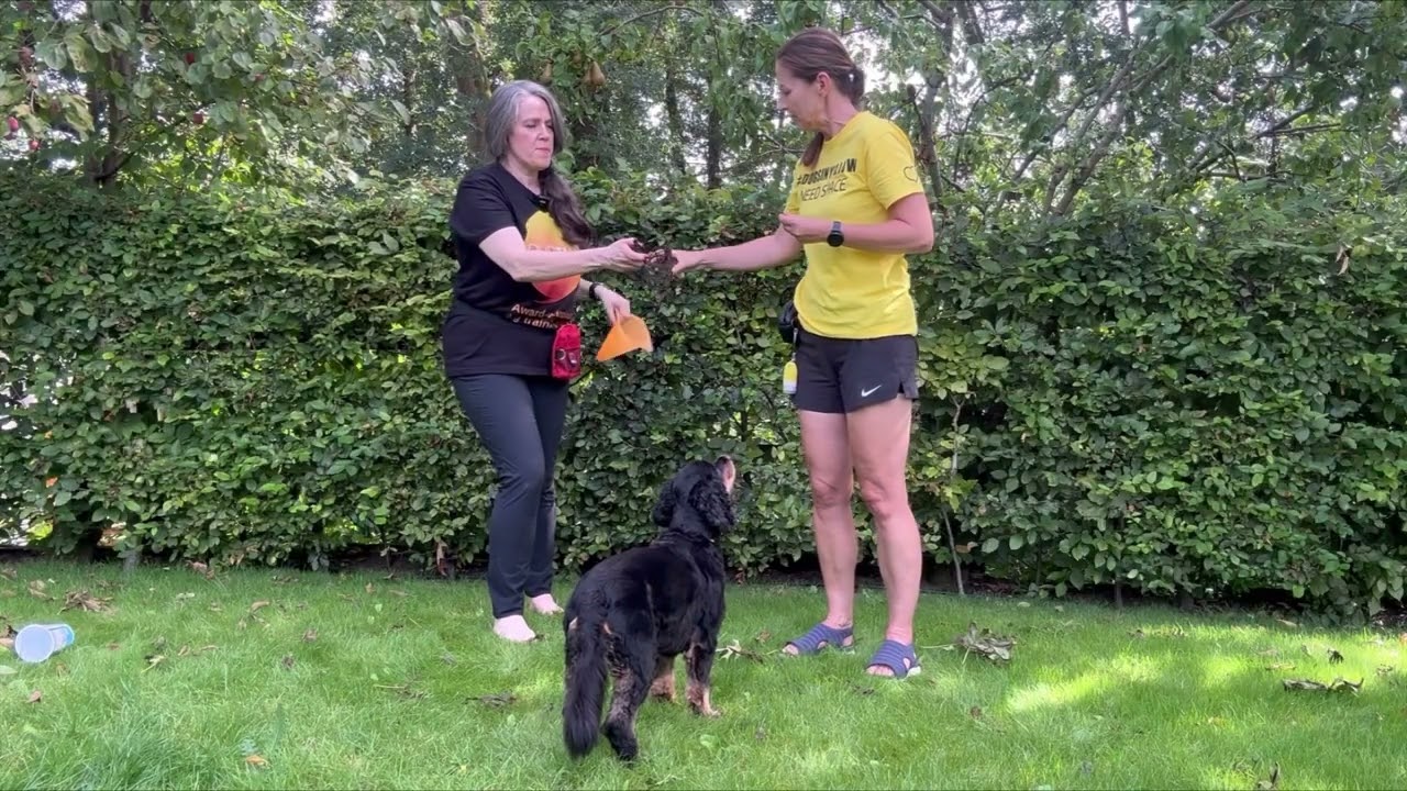 Confidence building exercises for dogs: The cone game