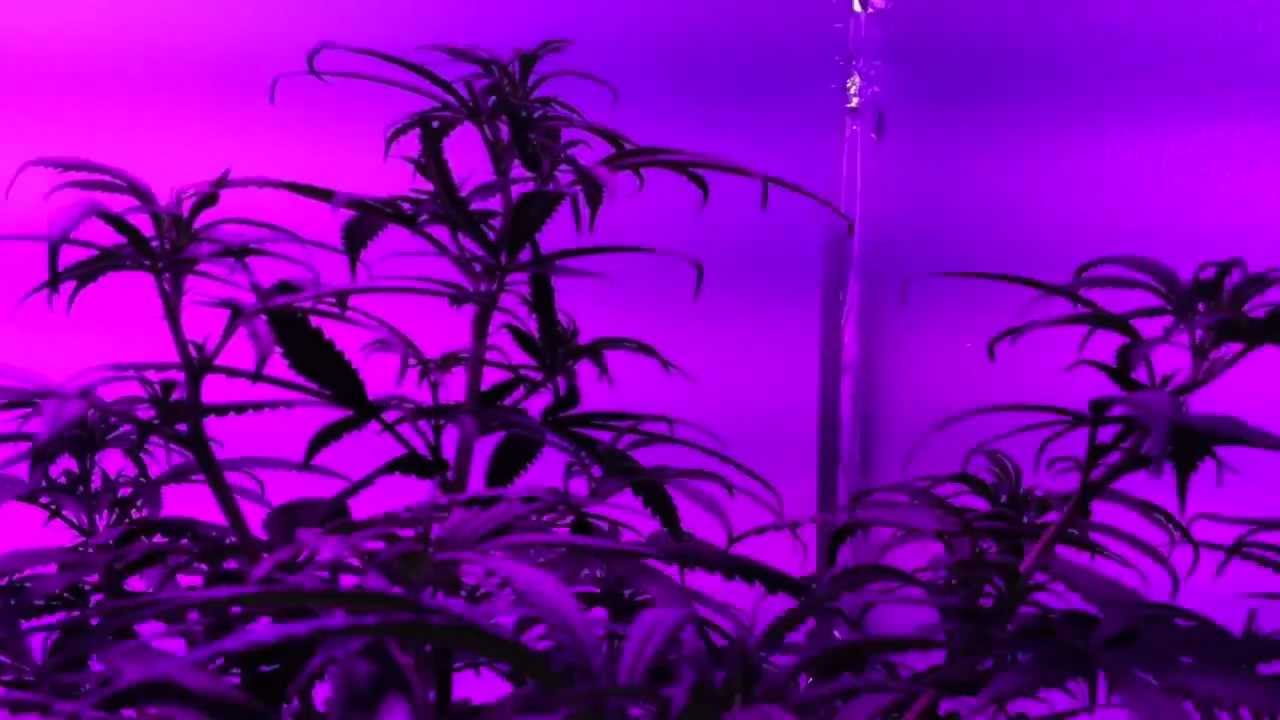 Afghan Kush, Critical+Sensi Star - Pro Grow 550 LED growlight Ep3