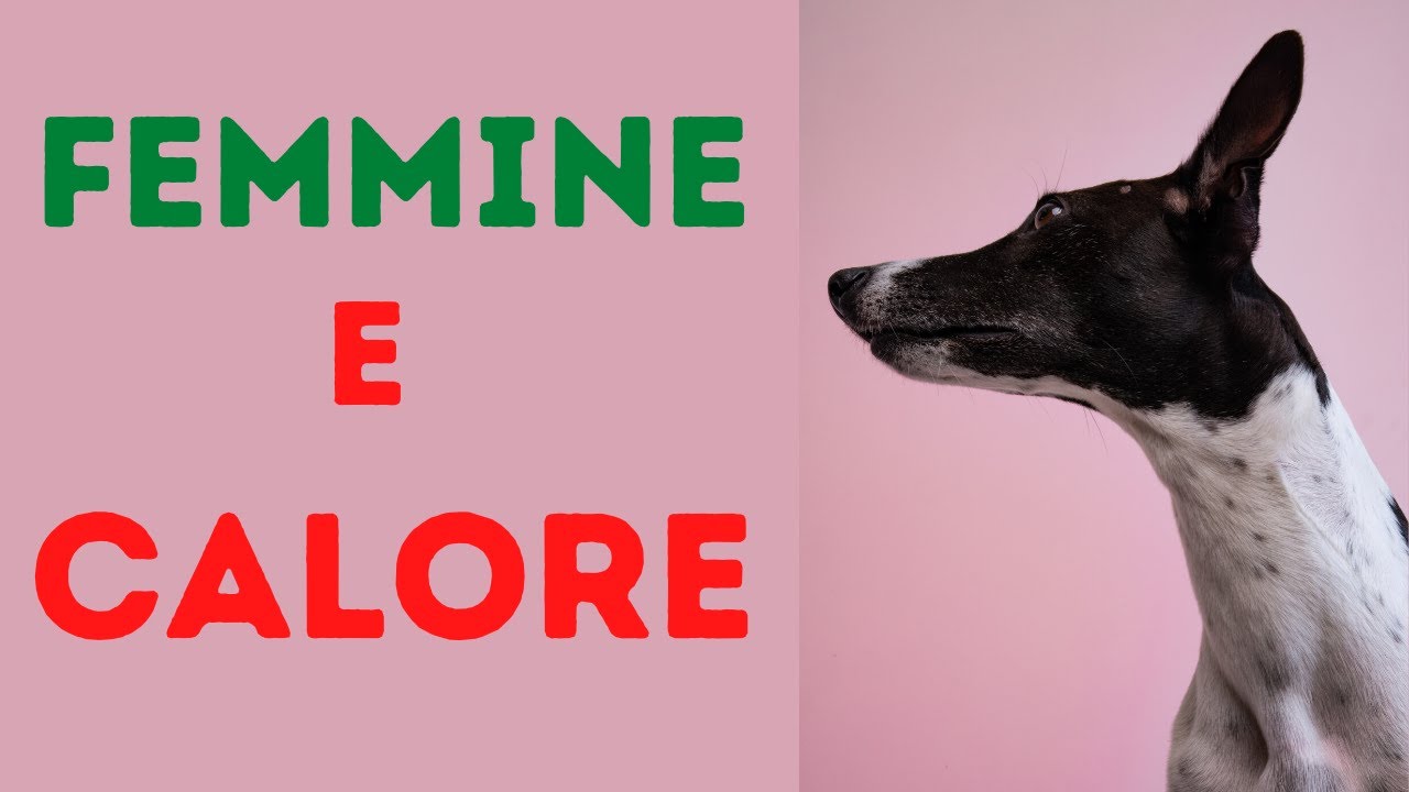 Come Funziona il Calore Nelle Femmine