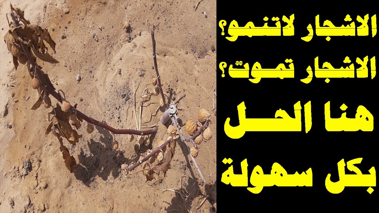 علاج النيماتودا بكل سهولة