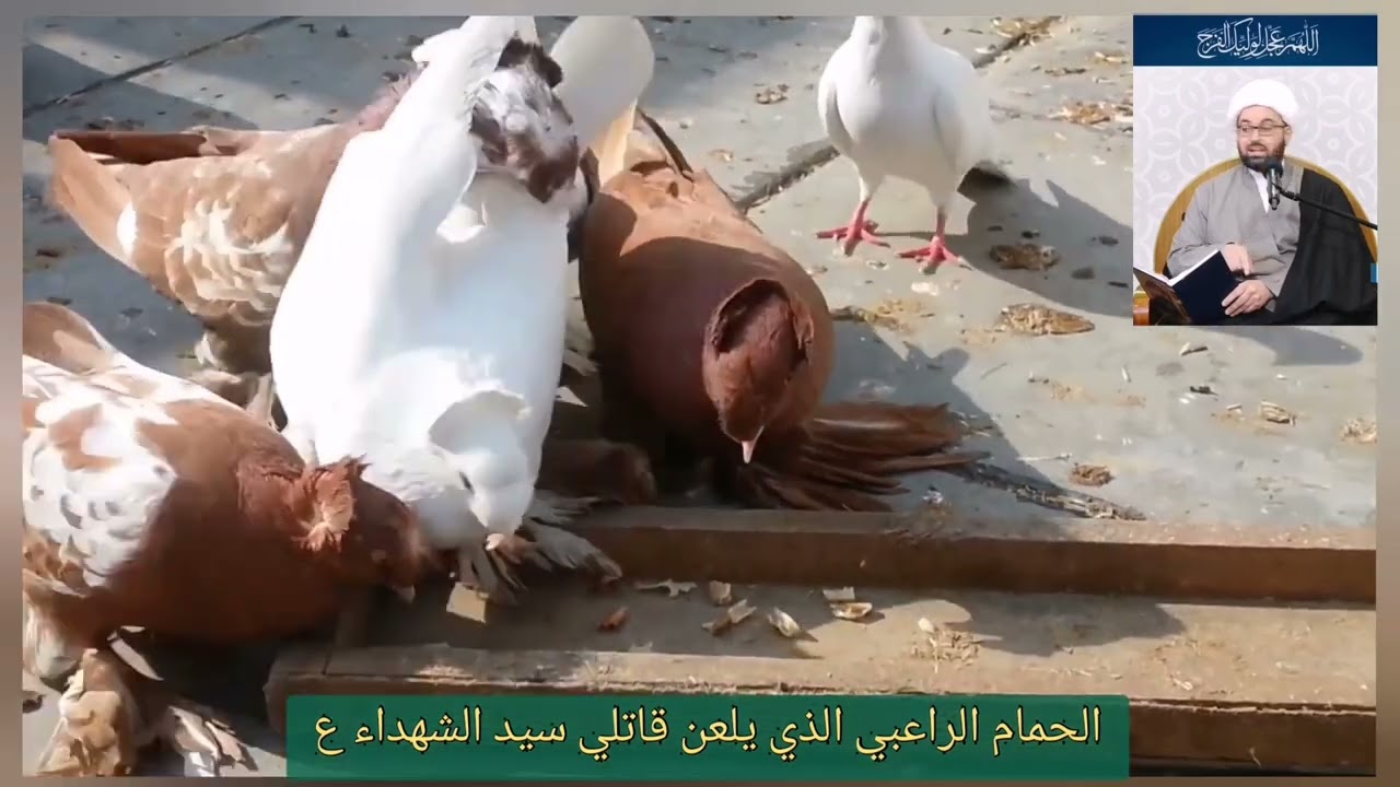 يستحب تربية الحمام ( الراعبي ) الذي يلعن قاتلي سيد الشهداء ع - في بيت كل مؤمن -