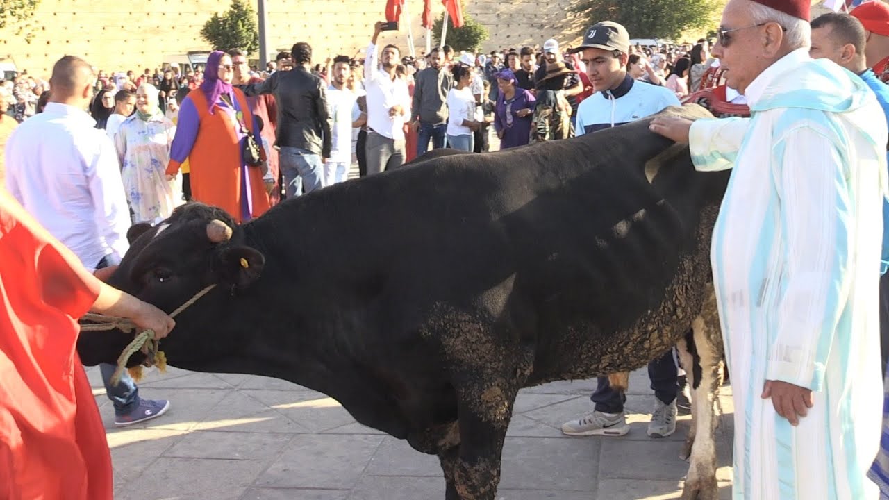تقاليد عريقة في حفل موكب موسم “مولاي إدريس” بفاس بعد غياب اضطراري بسبب الجائحة