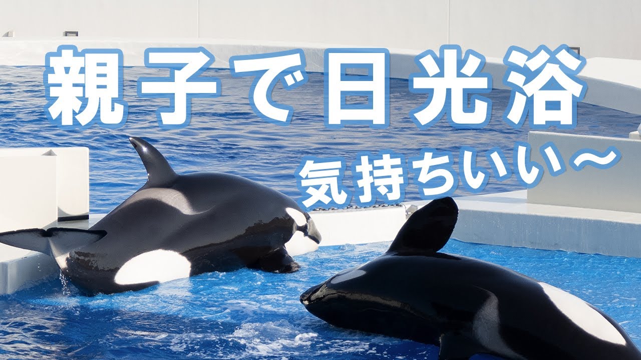 やっぱ夏は海でしょ♪シャチ親子が揃って陸へ。