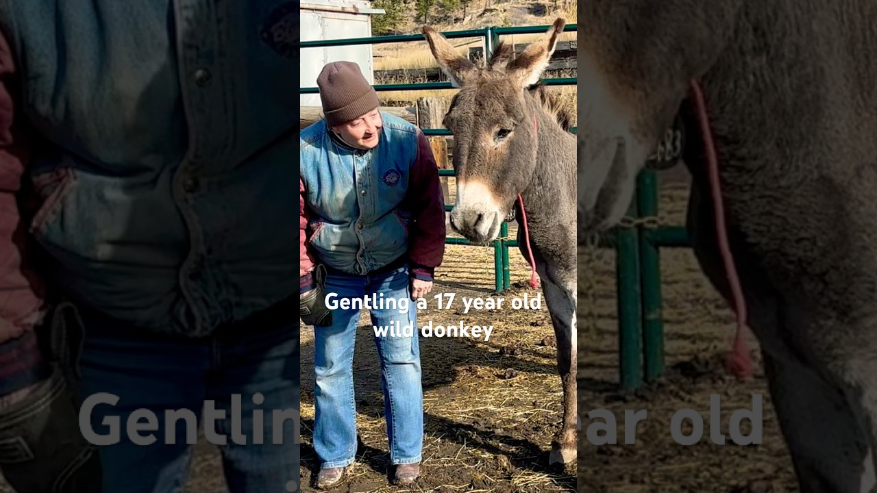 The Joy of Gentling a Wild Donkey For The 1st Time!